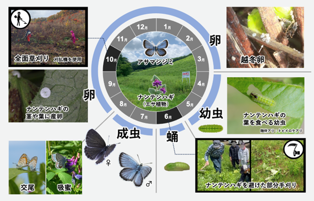 草原性絶滅危惧チョウ類と生息環境の保全方法を解明-アサマシジミ