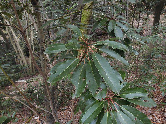 ゆずり葉｜オフィシャルブログ｜東山動植物園