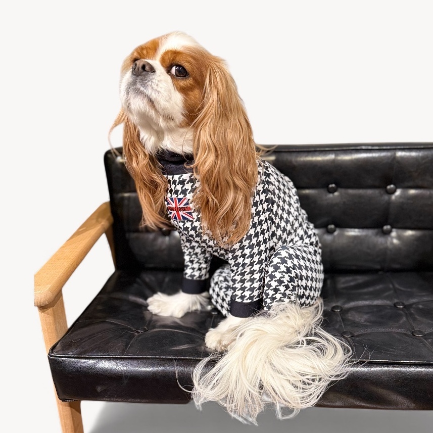 12月新作【キャバスーツ LIMITED】Chidori ドッグウェア