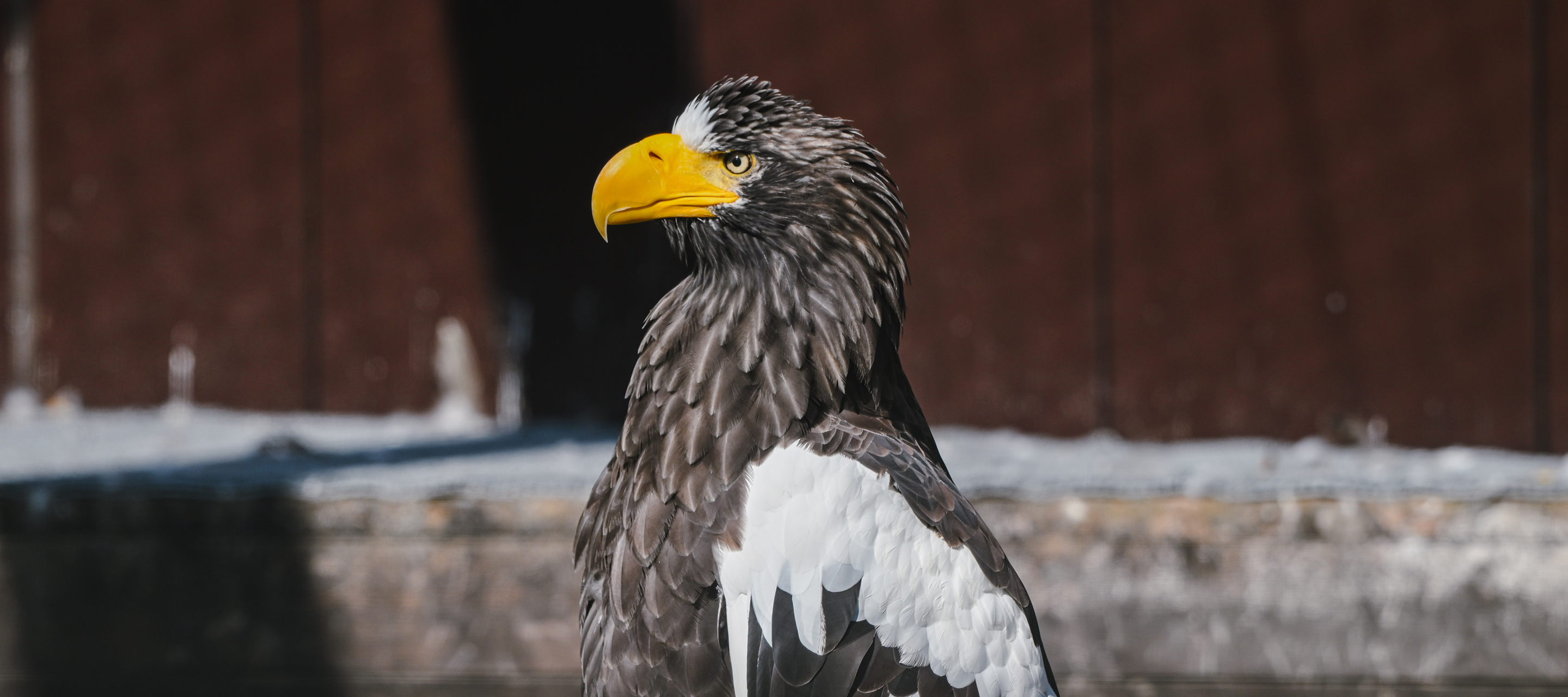 第5弾クラウドファンディングのお知らせ - 猛禽類医学研究所