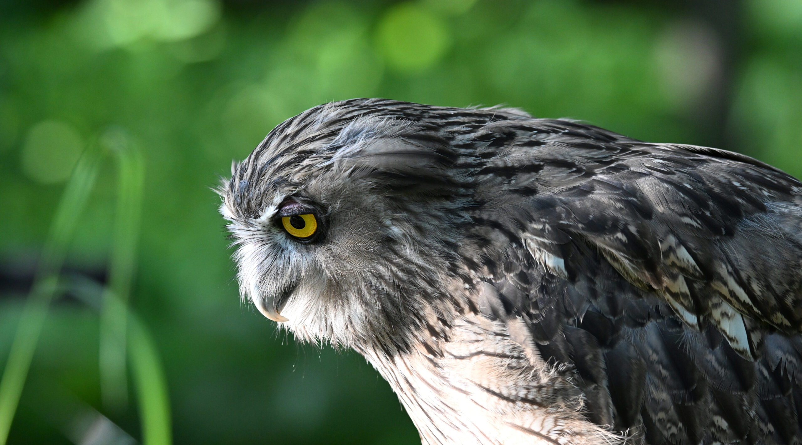 希少種の救護 - 猛禽類医学研究所