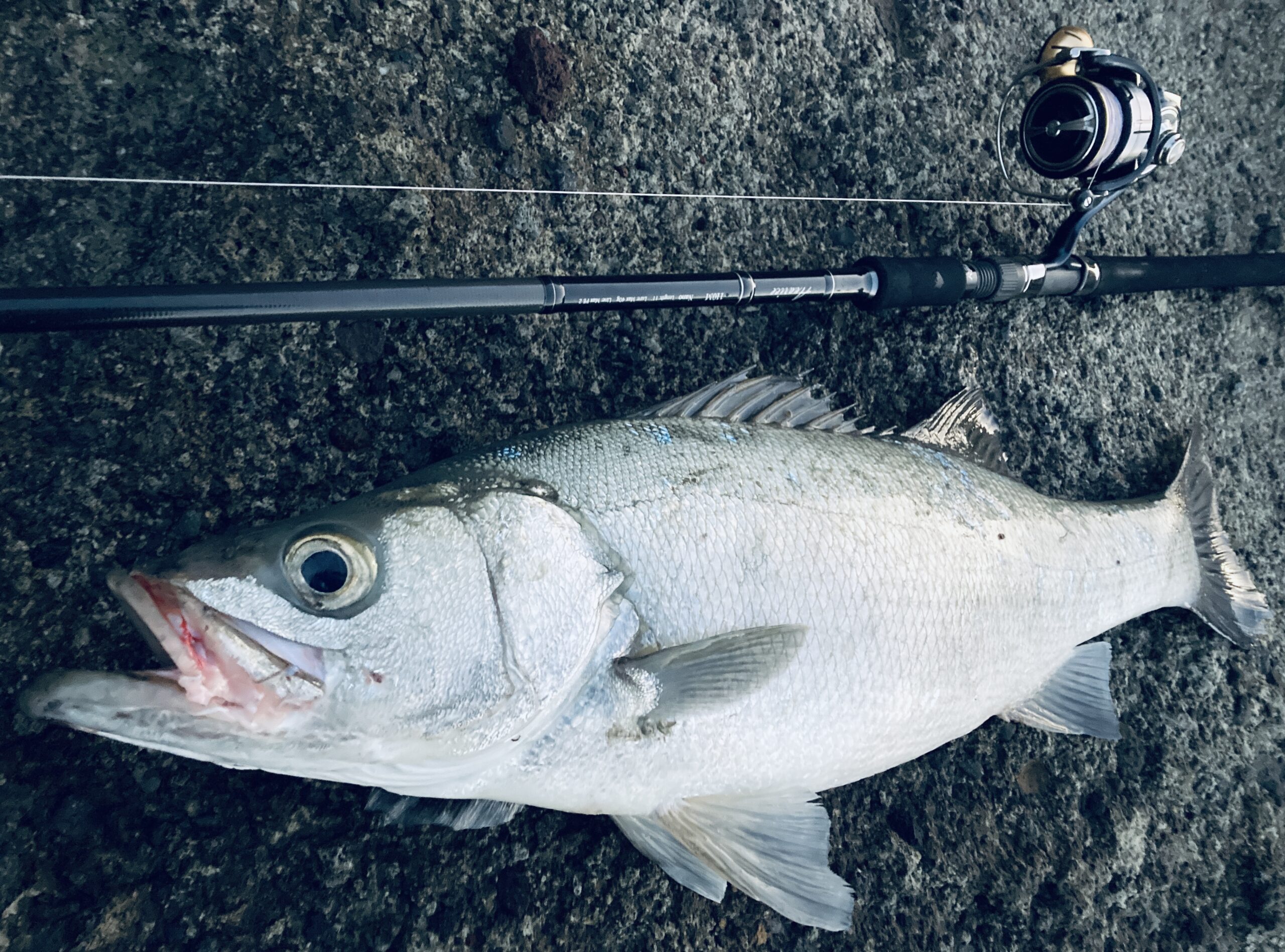 実釣インプレ】19セルテートLT 5000D-XH | 磯釣りらいふろぐ