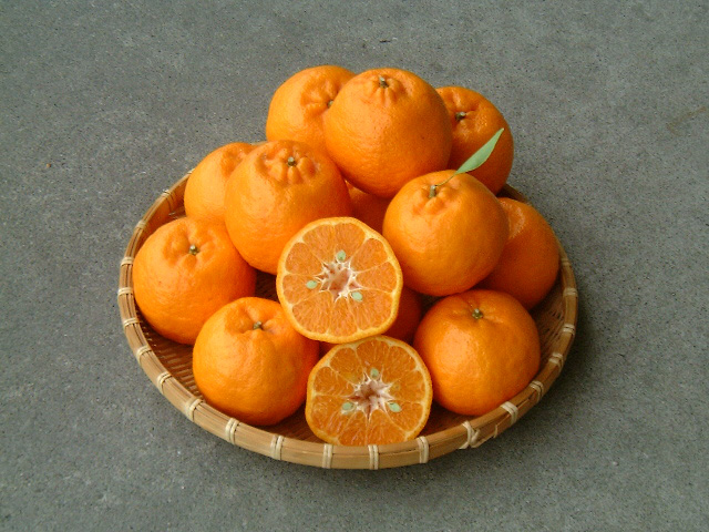 高知産 ぽんかん（PON-KAN） | オレンジハートのくだもの屋