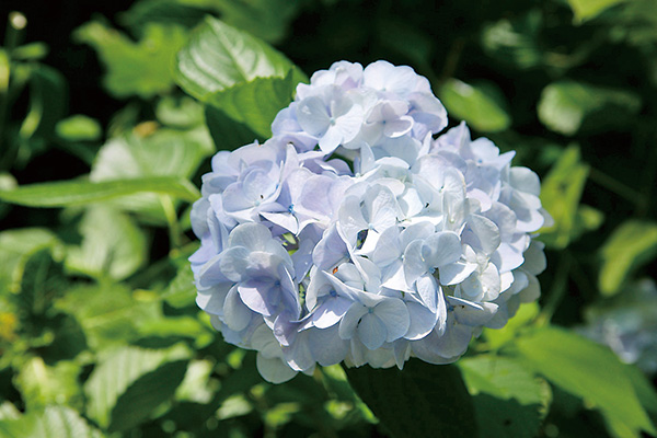 アジサイ | 太田市観光物産協会