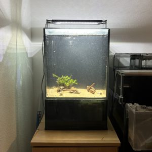 GEXのスリムな一体型オシャレ水槽Glassterior AGS SLIDE OF-230をレビュー