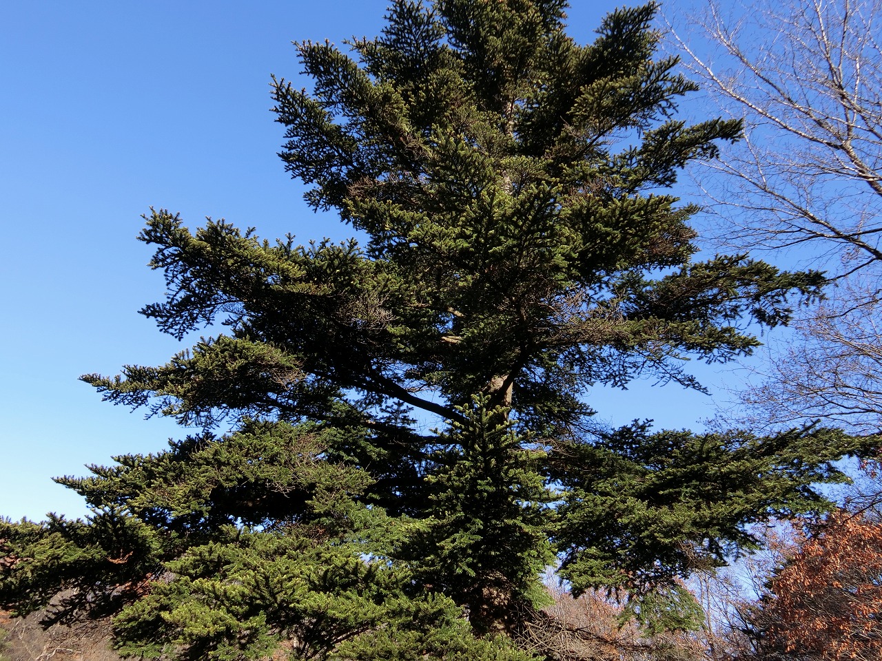 モミの木はクリスマスの木です！ | 宮城学院女子大学附属認定こども園