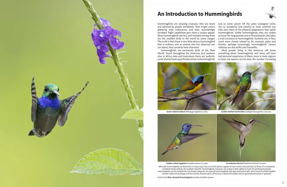 Hummingbirds: A Celebration of Nature's Jewels - Nokomis