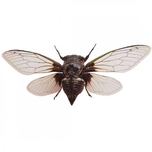 クマゼミ 飛翔 , 昆虫標本 , 蝶の標本 販売・通販のNatureShop