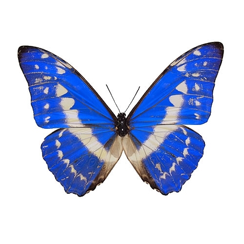 送料無料】キプリスモルフォ , タグ「モルフォ」 , 蝶の標本 販売