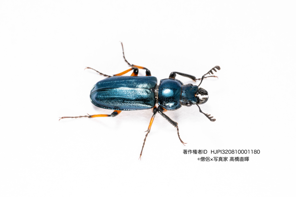 ユキグニコルリクワガタ | 僧侶×写真家 高橋直暉