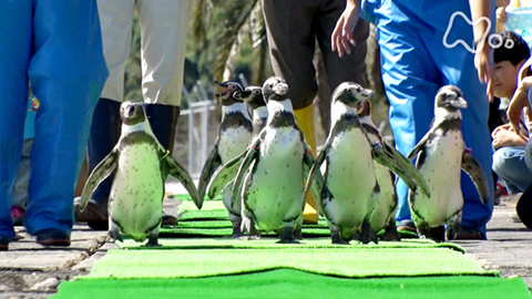 ザ・バックヤード 知の迷宮の裏側探訪 長崎ペンギン水族館 - 動画配信