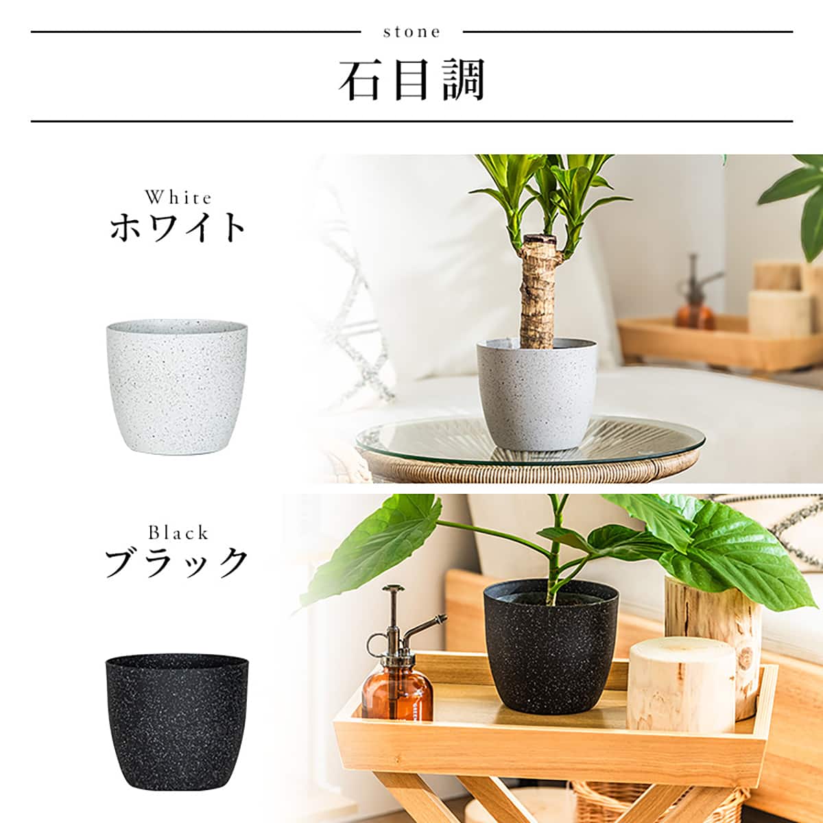 観葉植物】ウンベラータ(5号 プラ鉢付き 石目調 ホワイト) | ニトリ