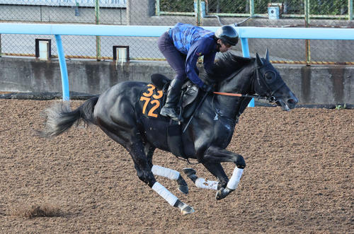 ゾロアストロ、スムーズに加速 宮田師も力込める「魅力を感じている馬