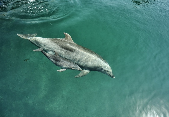 大分・津久見市で6年ぶりイルカの赤ちゃん【動画】｜【西日本新聞me】