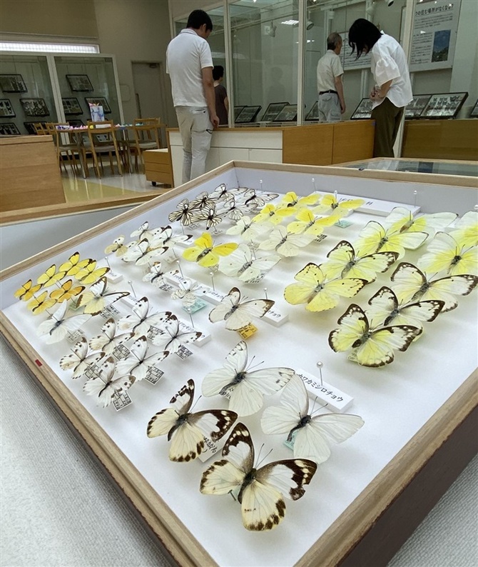 オオルリシジミなど190種3000匹、福岡・粕屋町でチョウの標本展示
