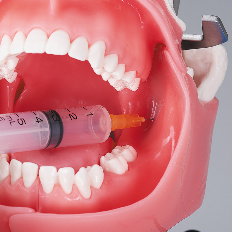 伝達麻酔実習用顎模型 [ANS1001]｜株式会社ニッシン｜歯科模型・歯科