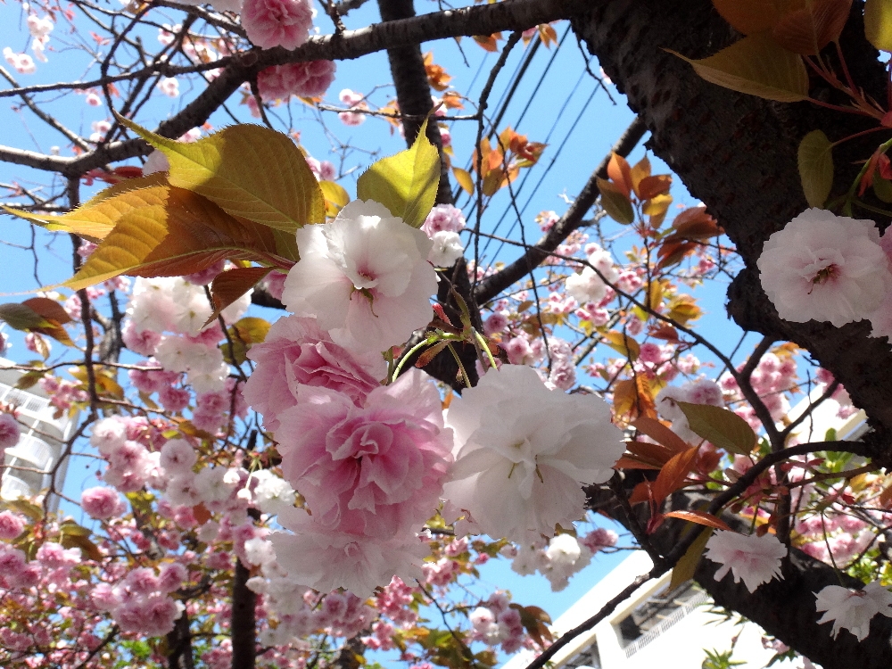 葛西の四季折々（86）「里桜」 | 江戸川総合人生大学