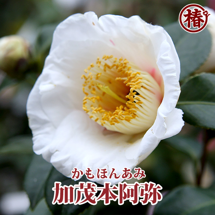 椿園オンラインショップ / 加茂本阿弥・かもほんあみ