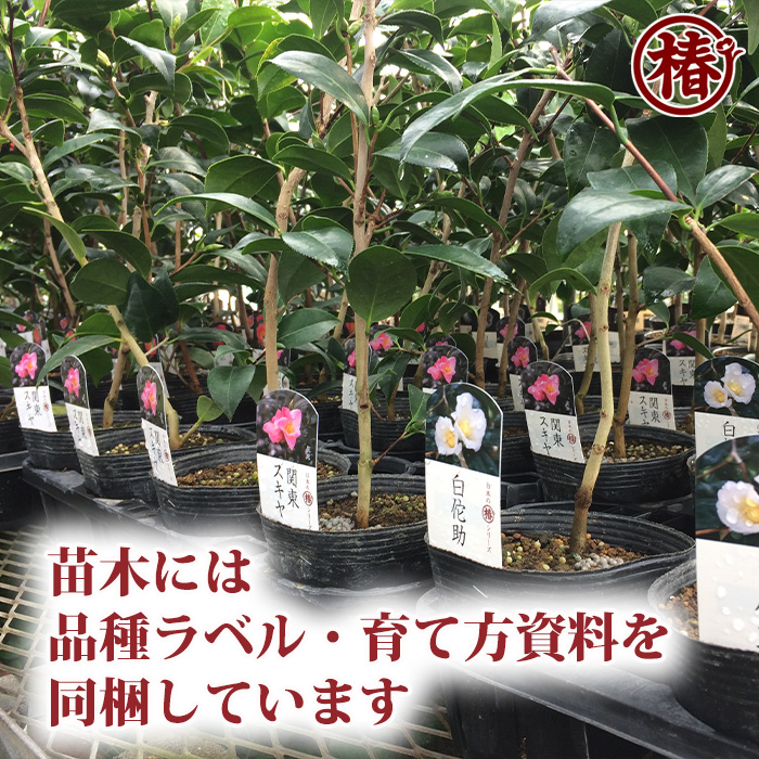 椿園オンラインショップ / 加茂本阿弥・かもほんあみ