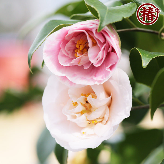 椿園オンラインショップ / 想いの儘・おもいのまま