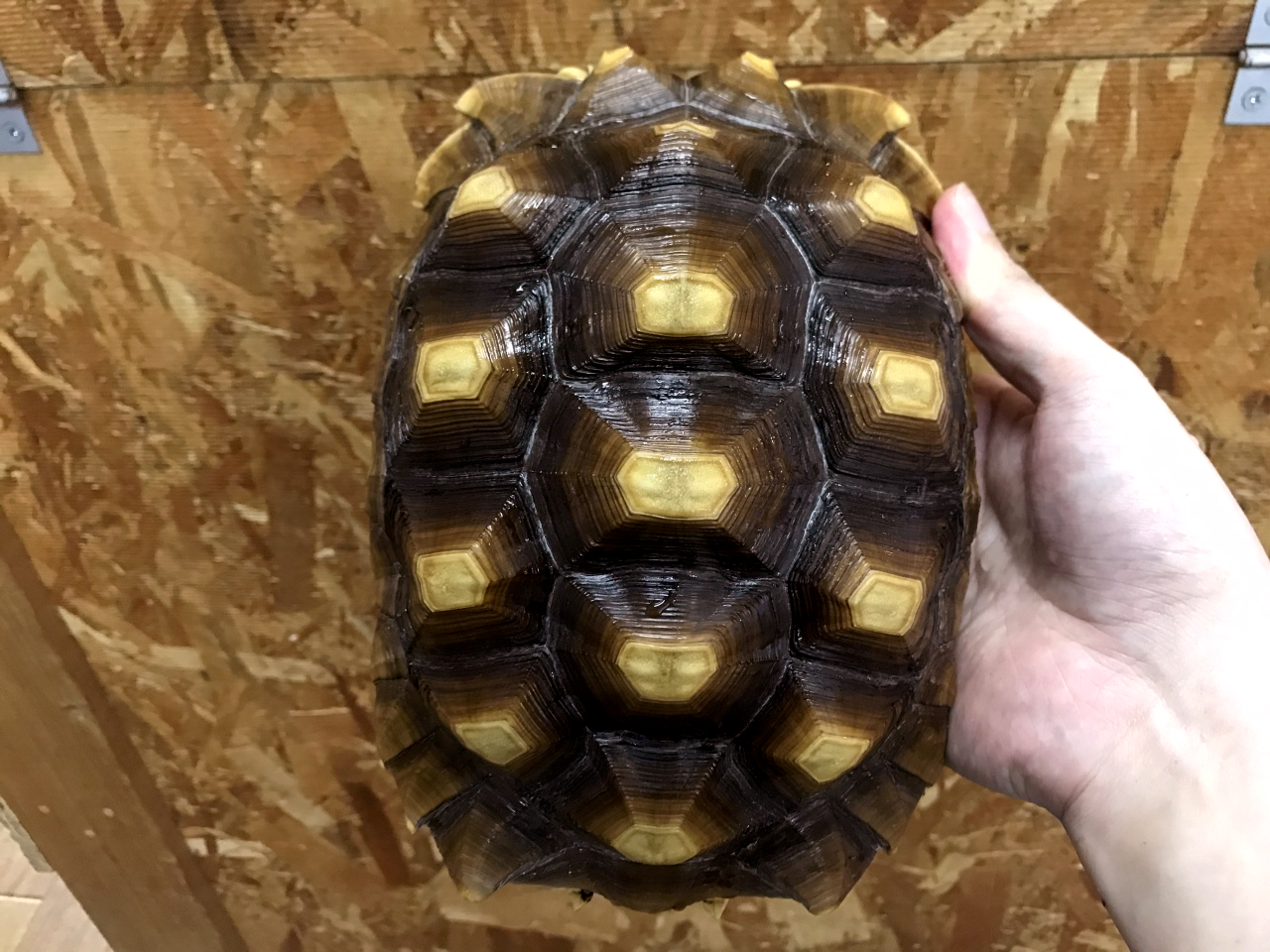 ケヅメリクガメ リクガメ図鑑