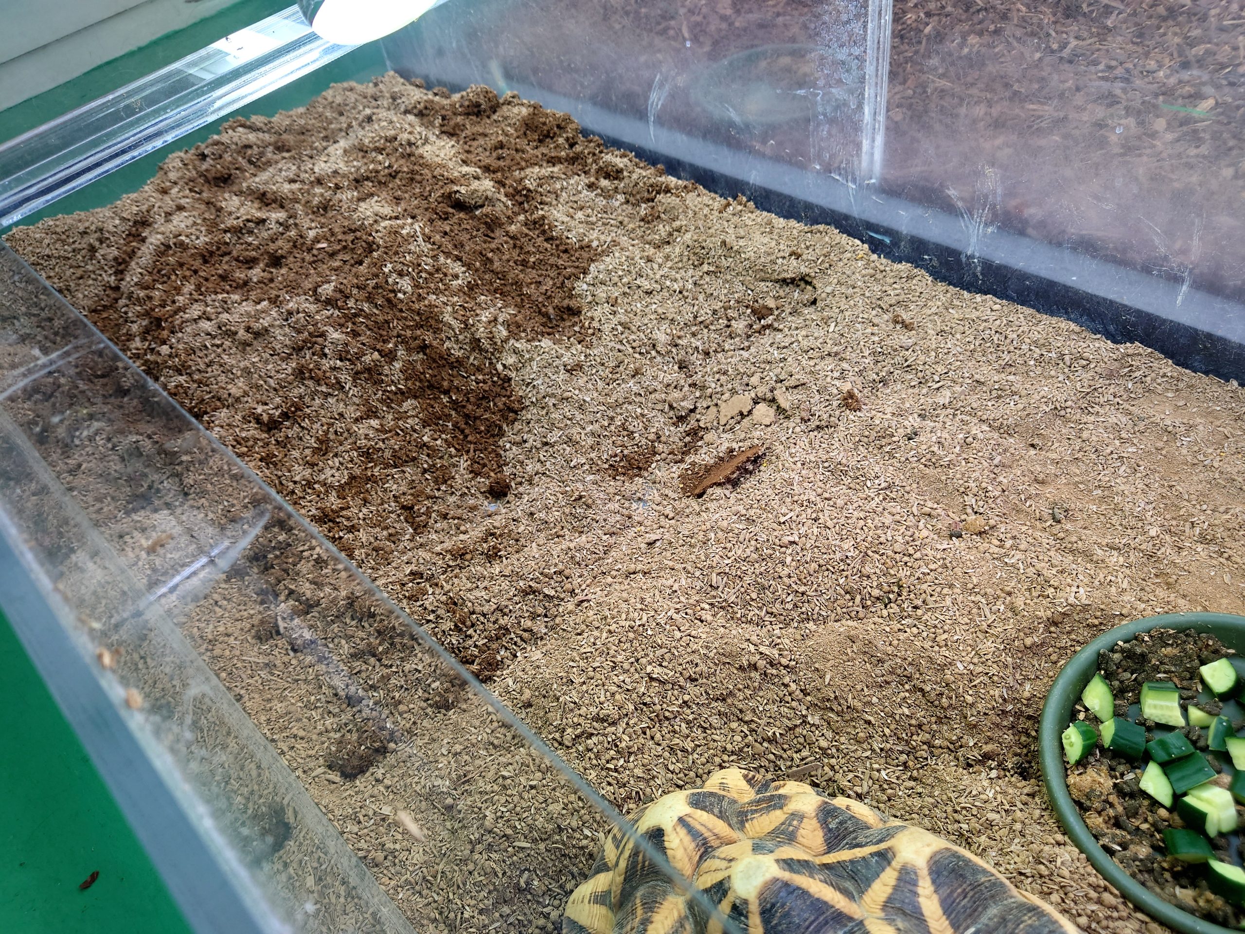 バイオジオマット 6L | 爬虫類のプロショップ SCOPE | 岡山での爬虫類