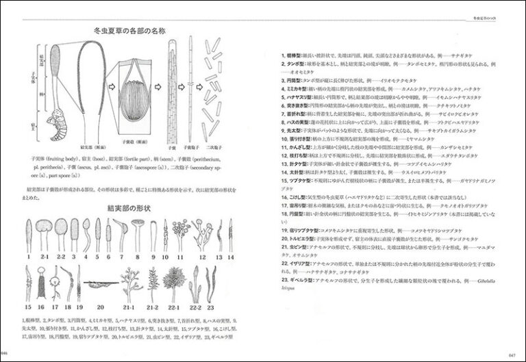 冬虫夏草生態図鑑 | 株式会社誠文堂新光社