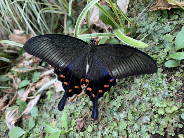 夏の訪問者🦋 | 軽井沢千住博美術館