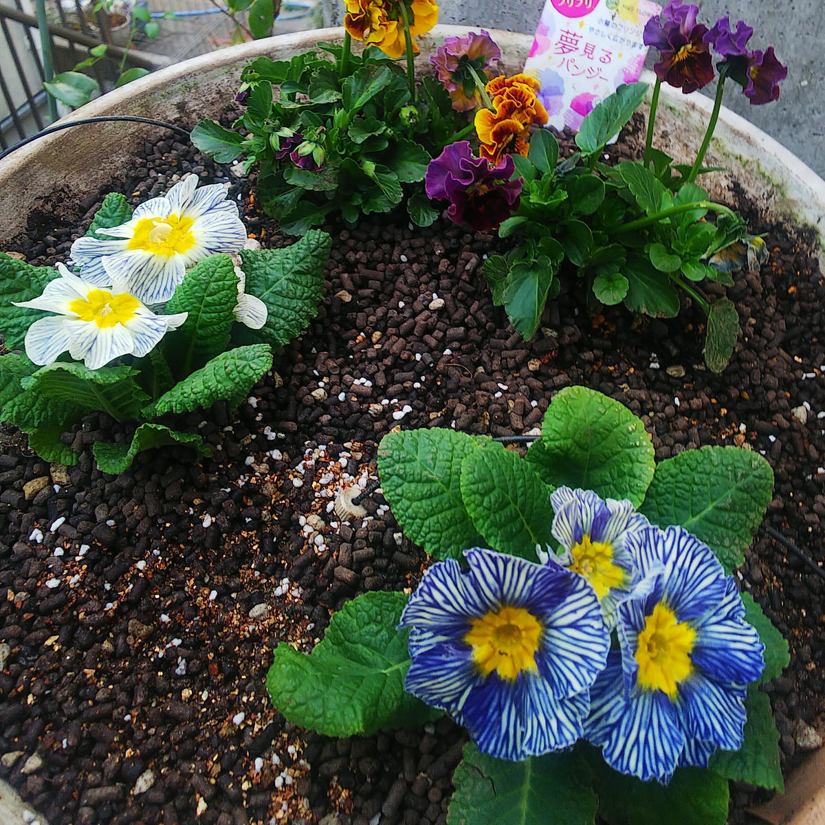 img_cache_d_755421_1_160767101