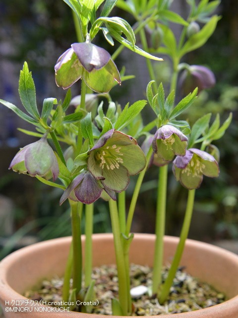 クリスマスローズの原種（H.クロアチクス）｜園芸日記by野々口稔