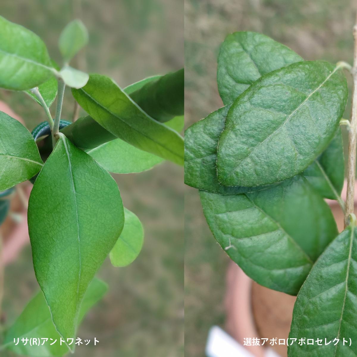 超美形。仕立てフェイジョア1.7M(鉢底から)品番A 超美形。仕立て