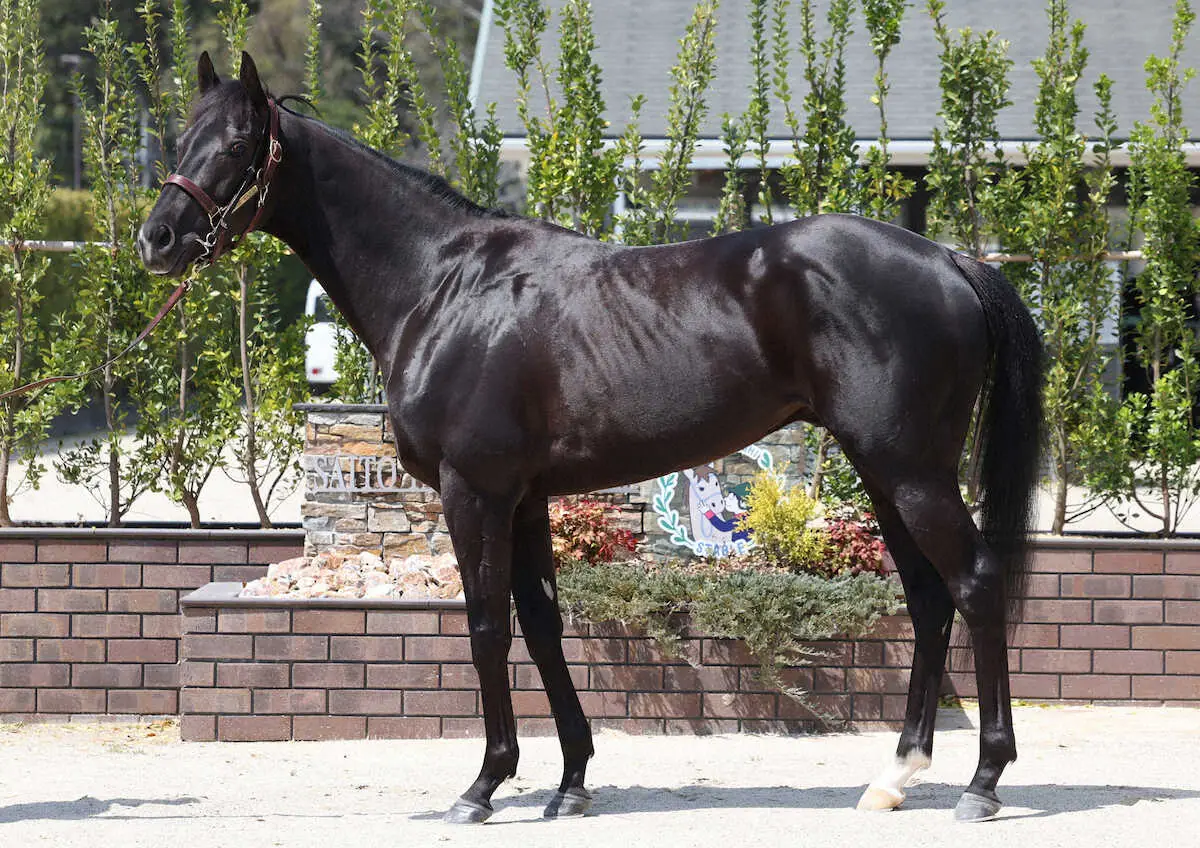 皐月賞】クロワデュノール98点！規格外のイクイノックス級馬体 無敗4