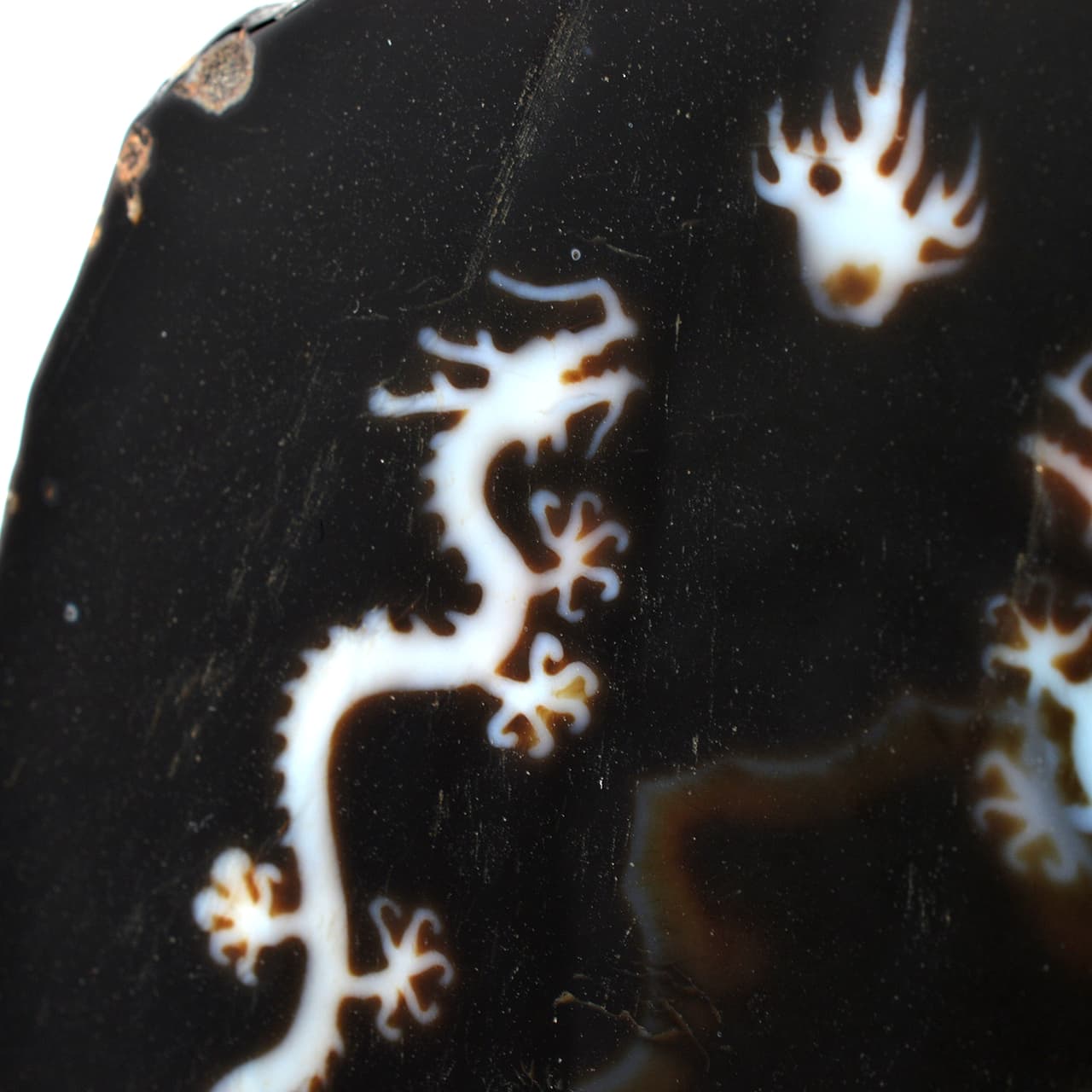 皇帝龍天珠(龍神天珠)五本爪 板状タイプ - 約13.5cm【台座付