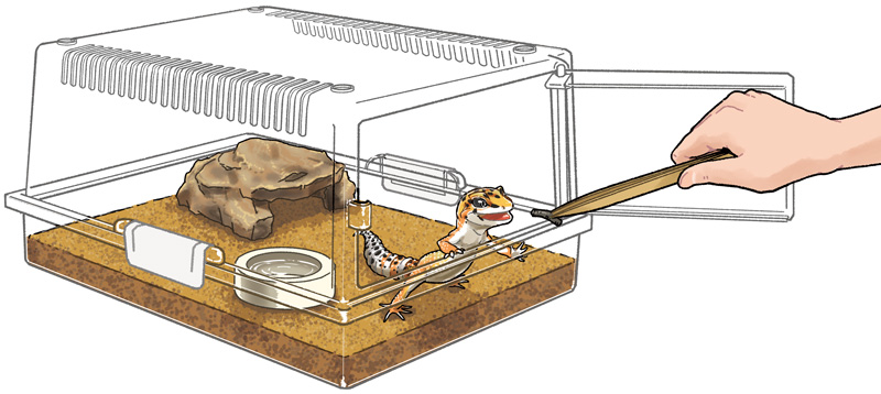 レプティギア 365 | 株式会社スドー｜観賞魚・水草 爬虫類 小動物 小鳥用品