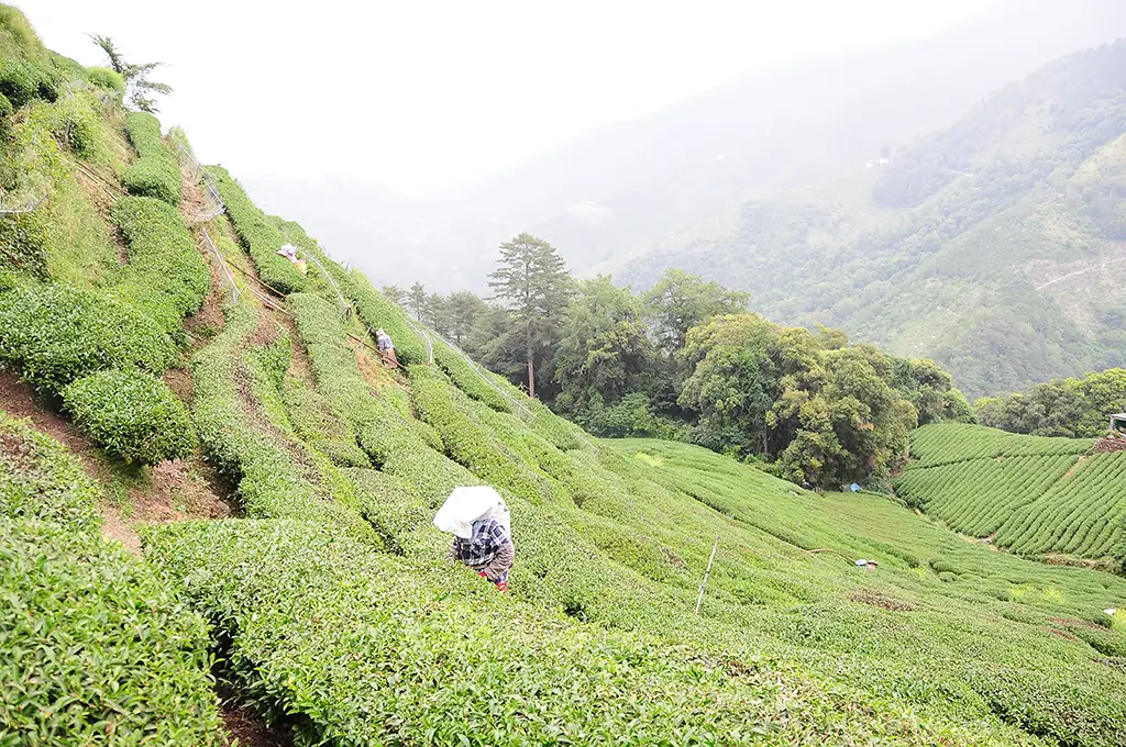 大禹嶺高山茶-150g(2025年春茶) - 台湾茶廖長興茶業