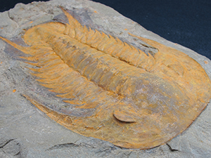 モロッコ産三葉虫｜恐竜・化石グッズの専門店 ふぉっしる