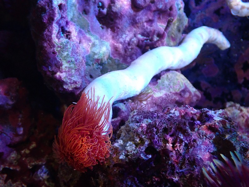 ウスコモンサンゴ レッド 2つセット ウスコモンサンゴ レッド 2つ