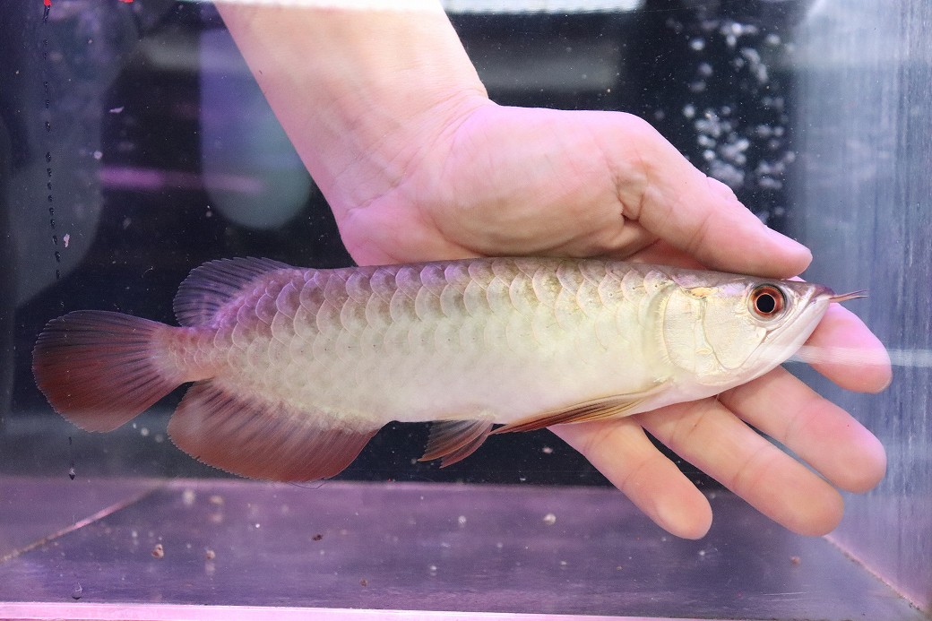 淡水魚】【通販】セレクト個体 証明書付き 過背金龍(ブキメラゴールド