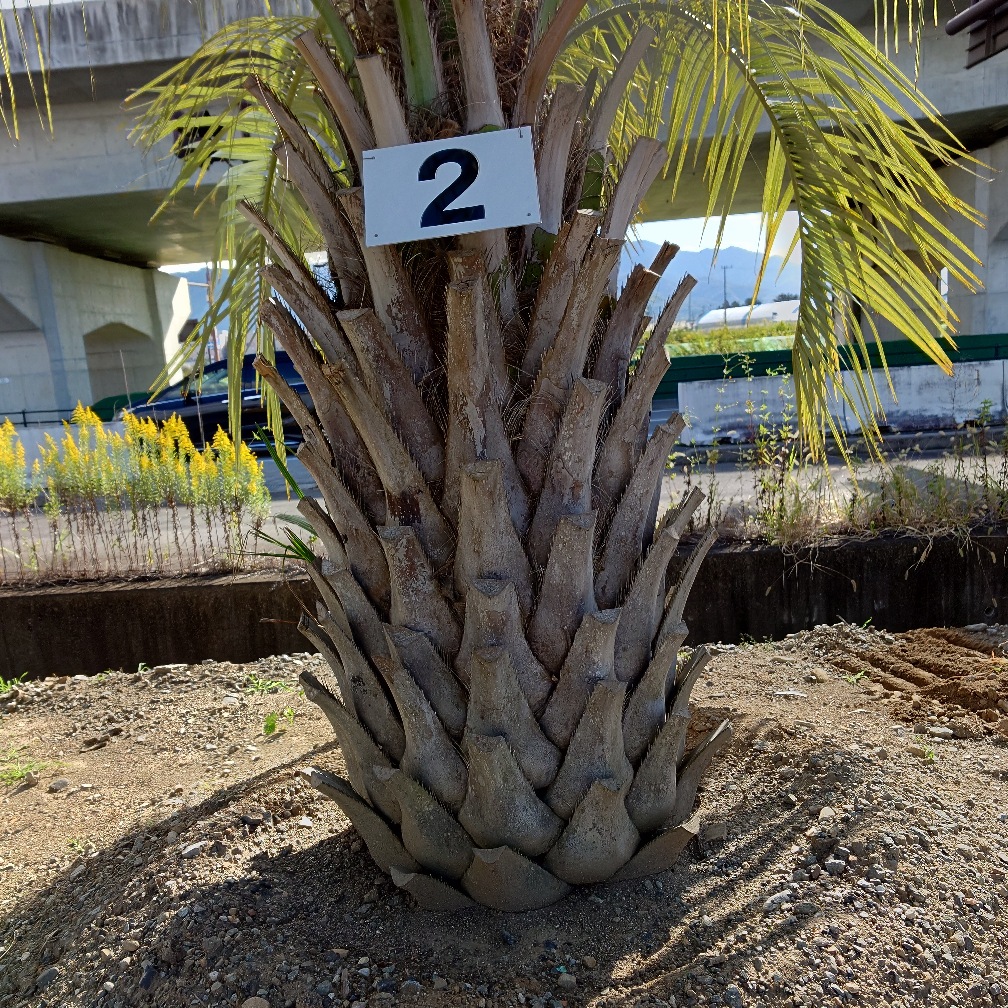 なかむら様専用】ココスヤシ (178) 極太幹シルバーリーフ 【公式通販】