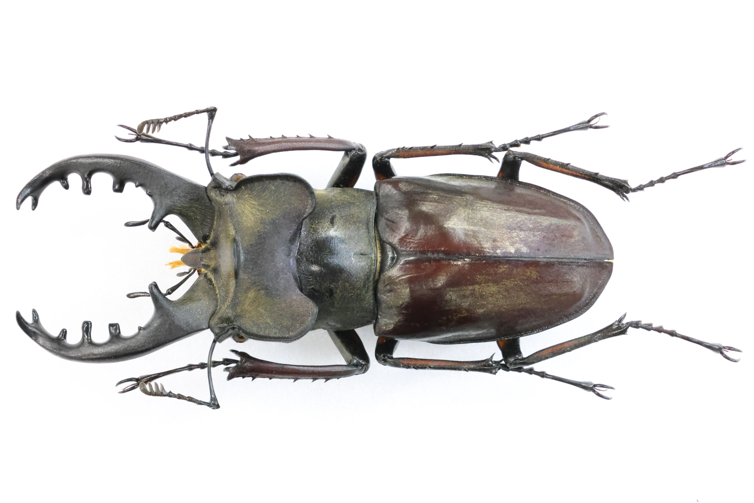 77.0 ㎜ ］道南のミヤマは大きいです！ | Project WILD MUSEUM