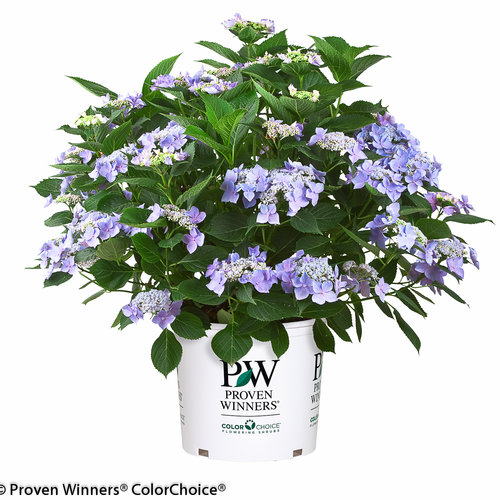 Let's Dance® Starlight - Bigleaf Hydrangea - Hydrangea macrophylla
