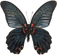 日本の蝶検索：黒い蝶