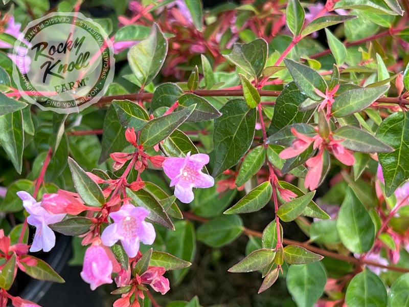 Abelia - Edward Goucher - Rocky Knoll Farm