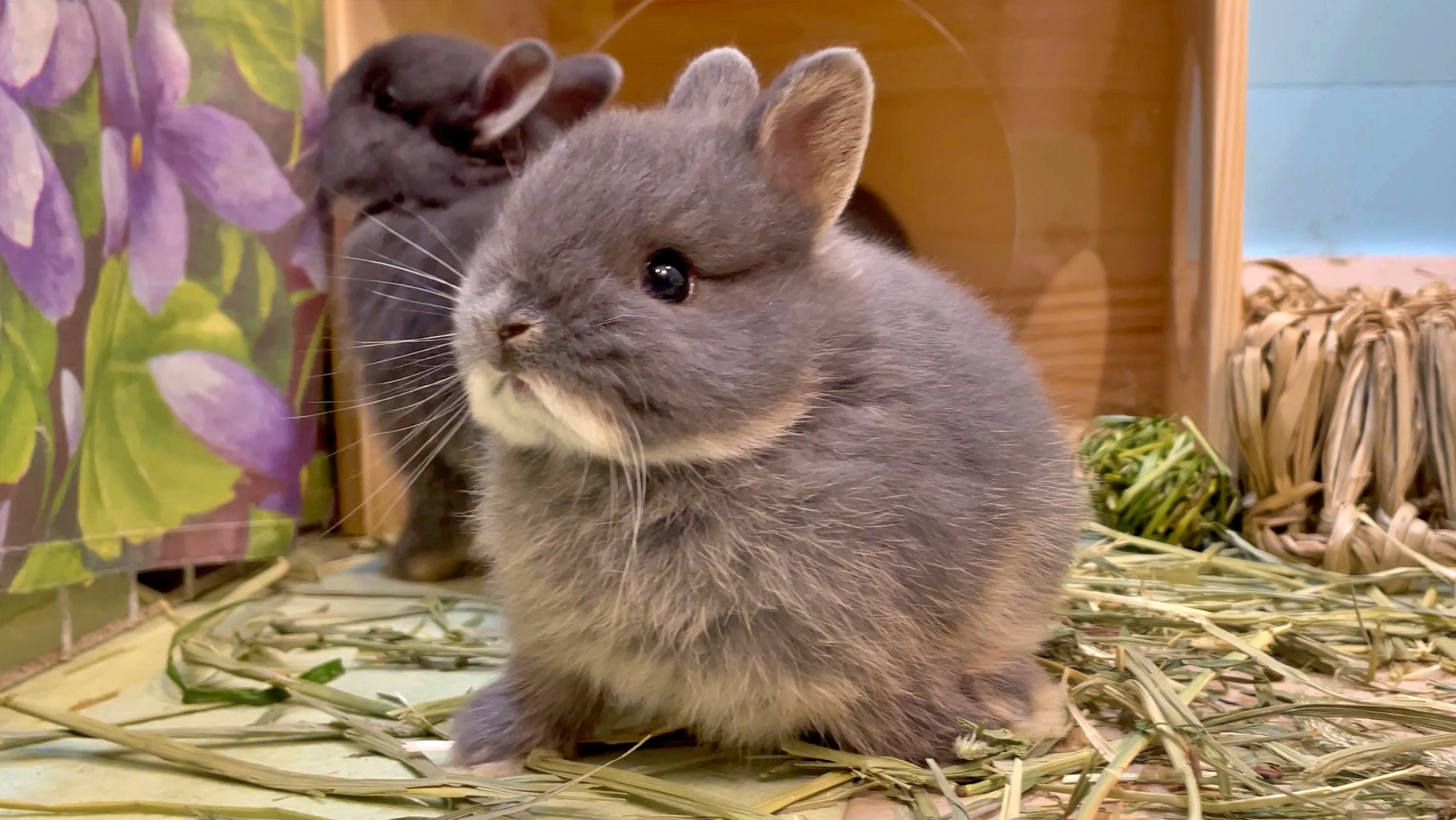 天使の忙しさ】ネザーランドドワーフの子うさぎが可愛すぎた | うさぎ