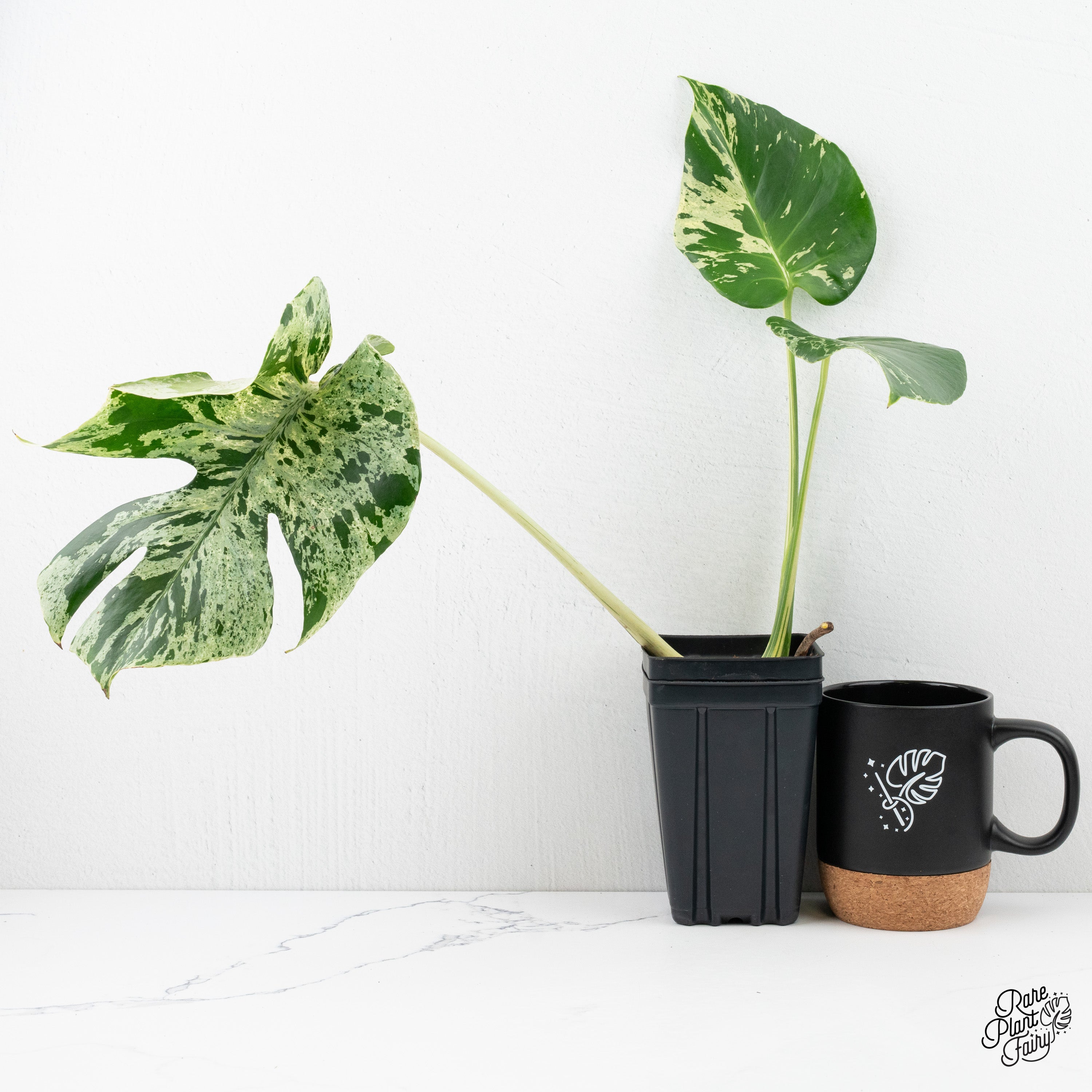 Monstera Deliciosa 'Bulbasaur' (wk2-C) – Rare Plant Fairy