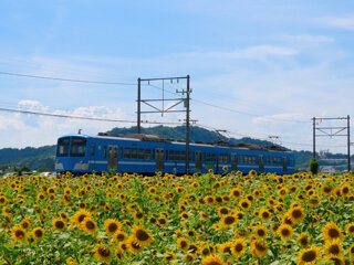夏と言えばコレ！向日葵めぐり2025 ～山梶農園のひまわり畑