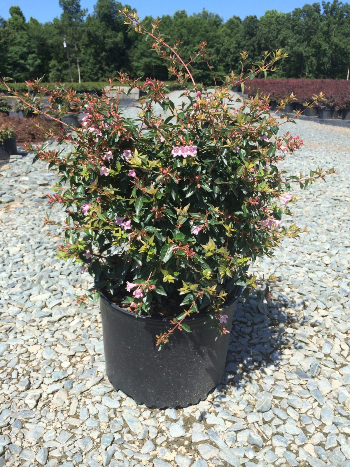 Abelia x grandiflora 'Ed Goucher' 3 Gallon – Richardson Roots