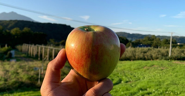 りんごパラダイス vol.32『りんご「倭錦」を食べてみました』 - りんご