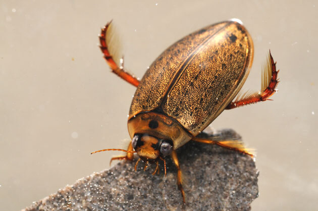 虫たち（昆虫） エゾヒメゲンゴロウ - 留萌振興局産業振興部留萌農業