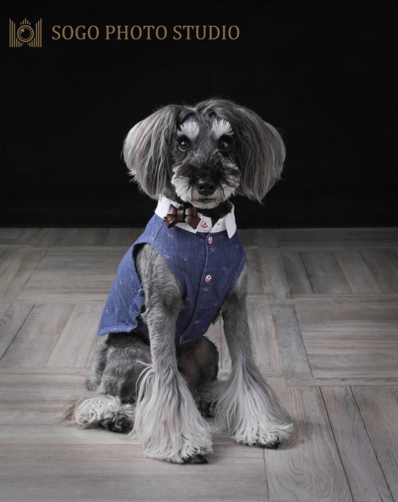 ペットフォトは横浜そごう写真館で！ ｜ スタッフブログ